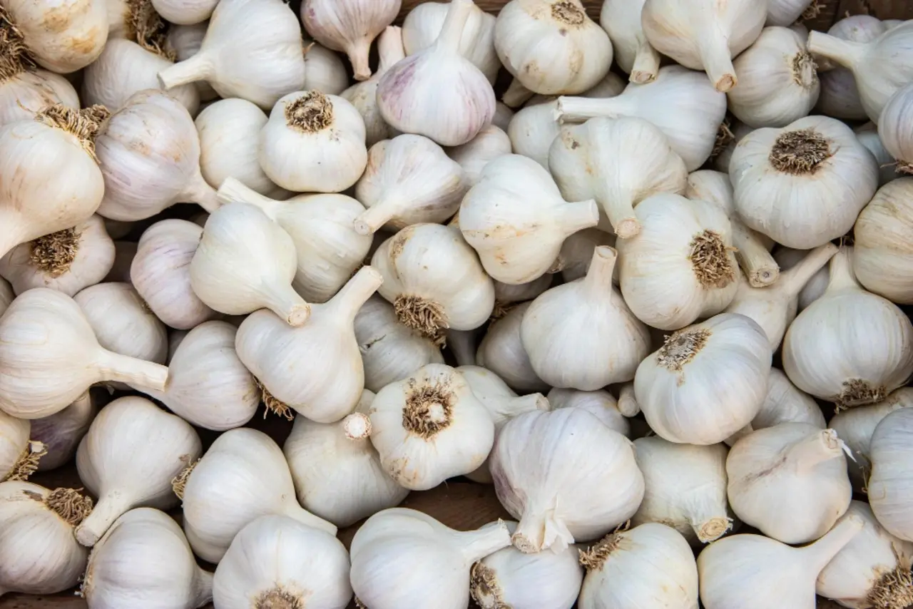 Bulbos de alho colhidos