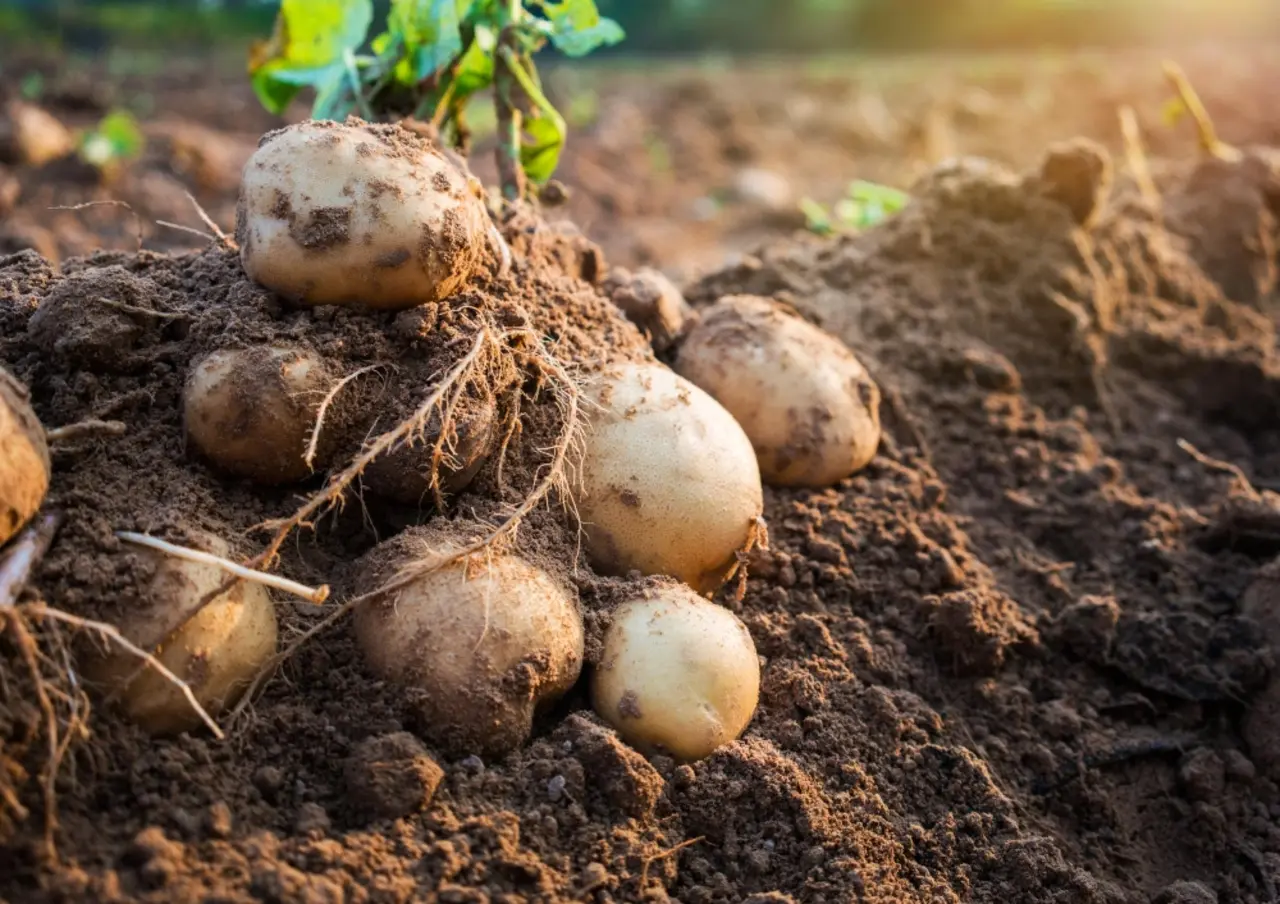 Plantação de batata