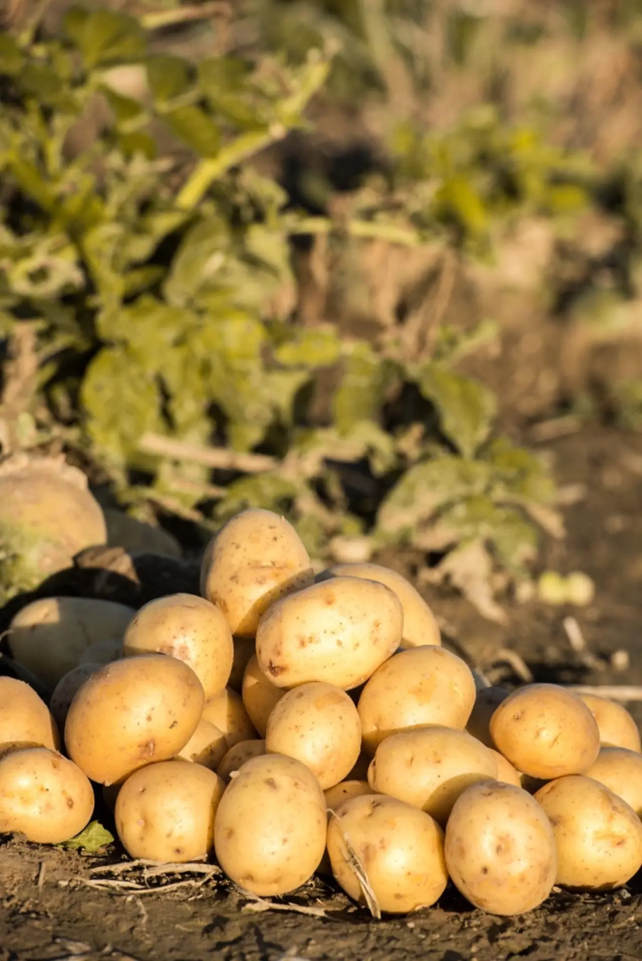 Batatas recém colhidas