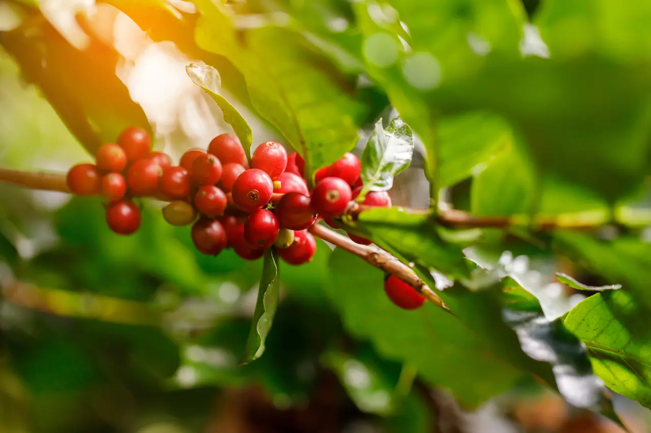 Plantação de café