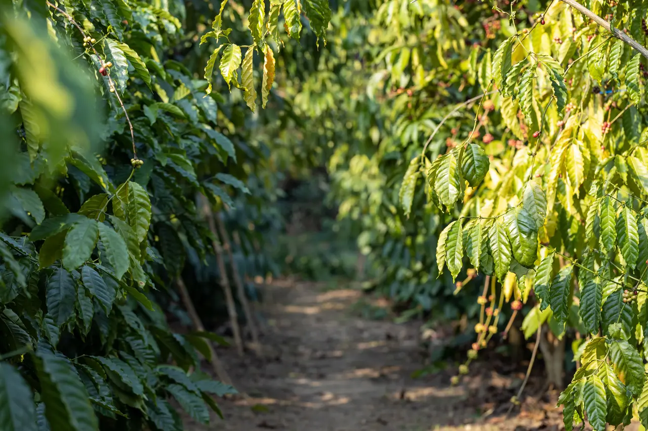 Grãos de café maduros