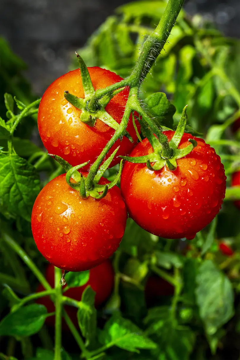 Plantação de tomate