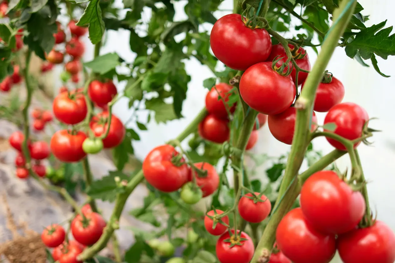 Tomates maduros na planta