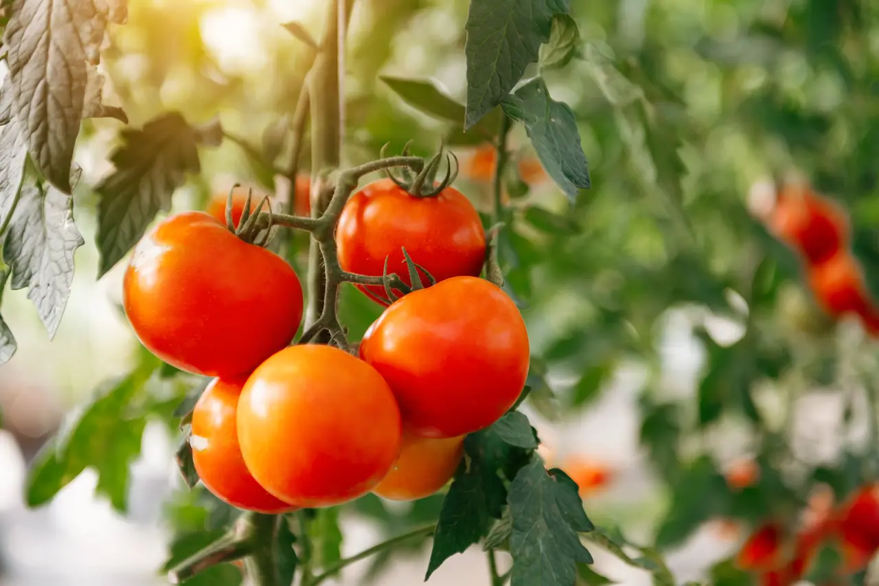Tomate