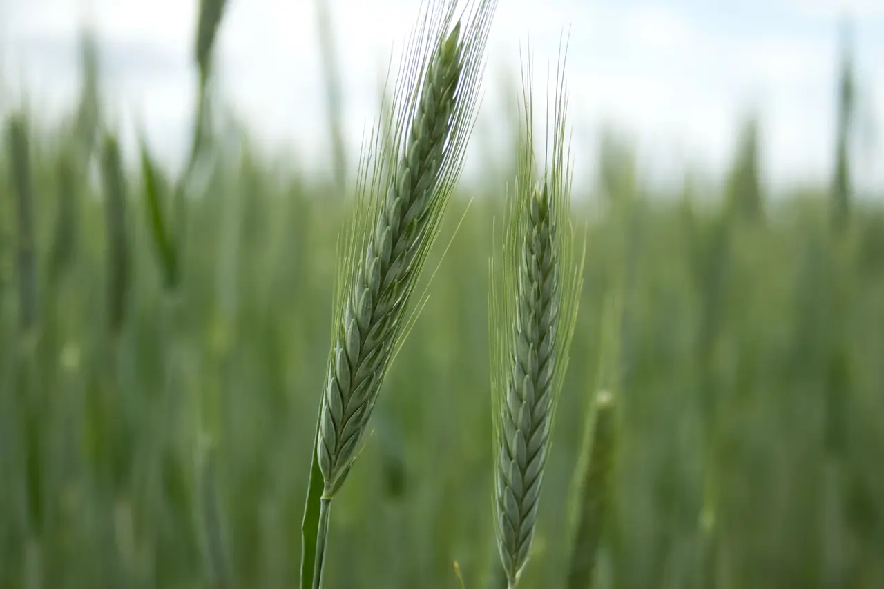 Espigas de trigo