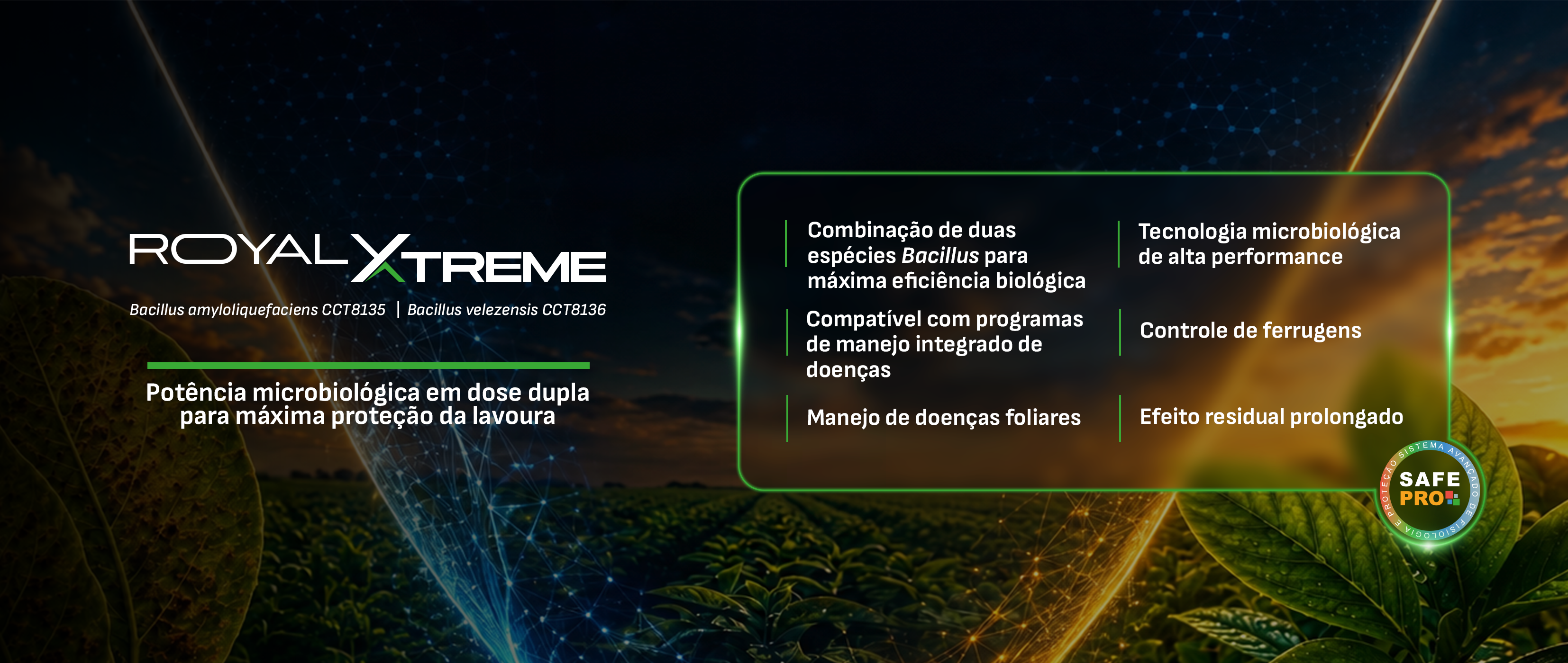 Banner Royal Xtreme