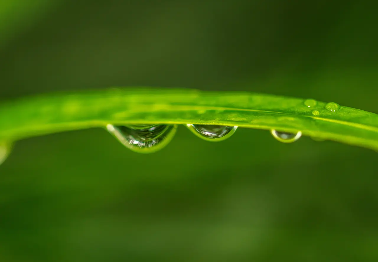 Ecoimpact